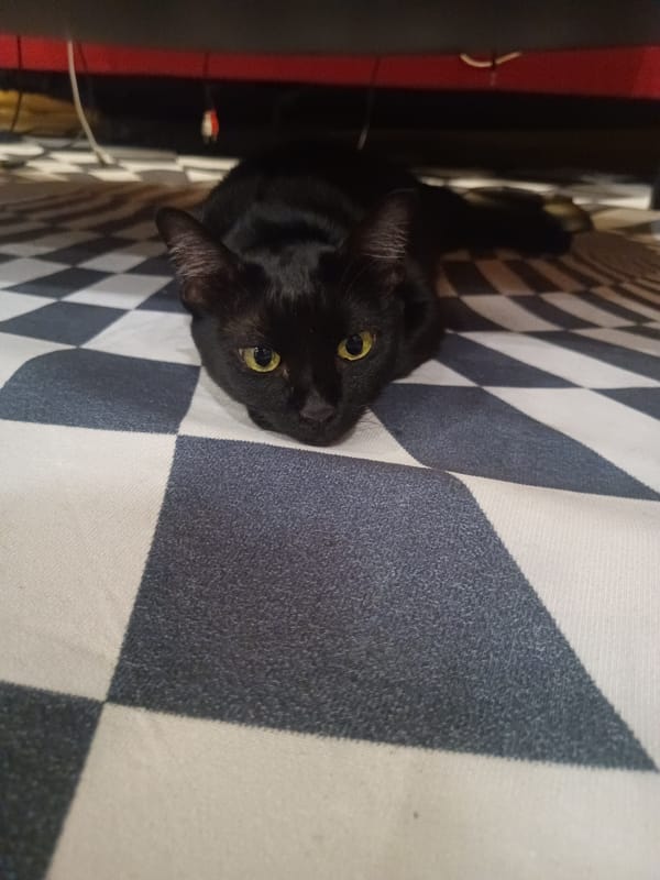 Person shares quiet moments with black cat in Thailand