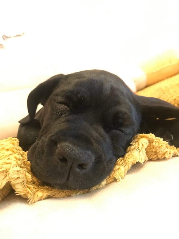Dog sleeps peacefully on blanket in Lima district
