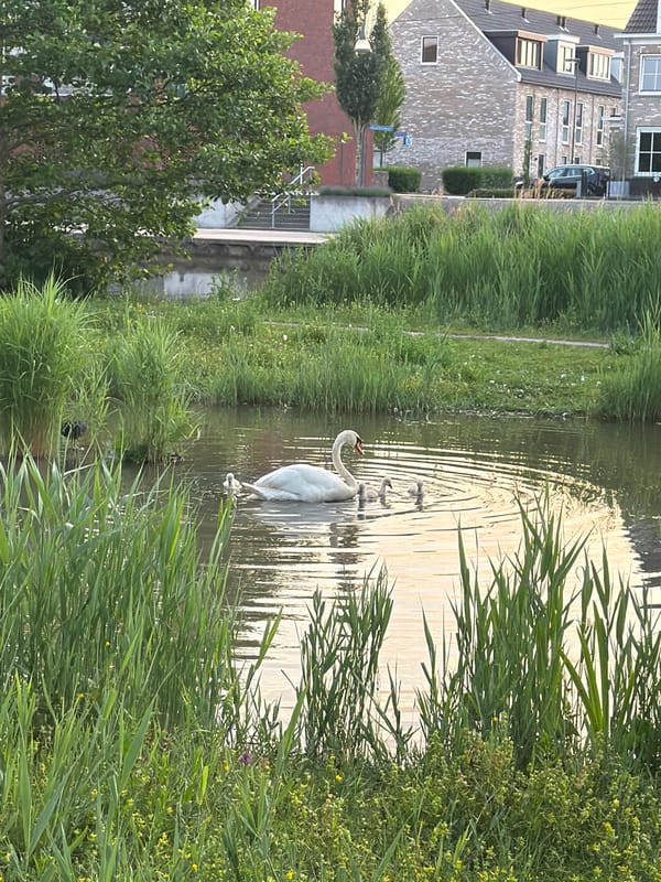Swan family spotted swimming in Zoetermeer residential canal
