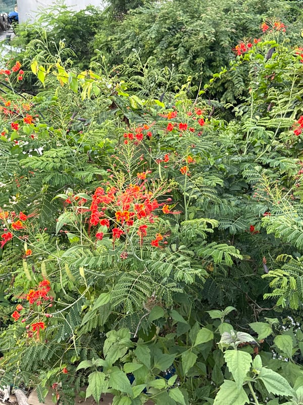 Dog walker documents nature heritage area in Vietnam