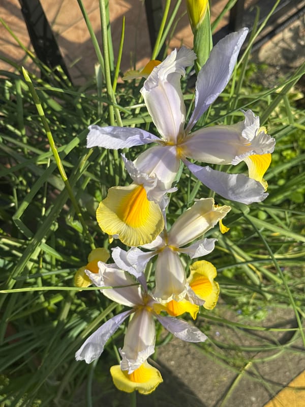 Iris flowers bloom in early spring in Sirius, Russia