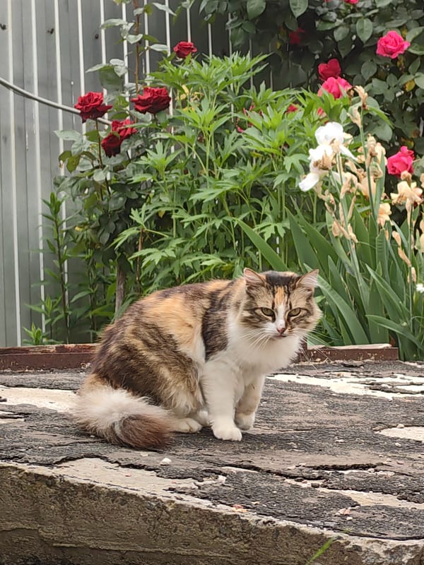 Calico cat photographed among blooming roses in garden setting