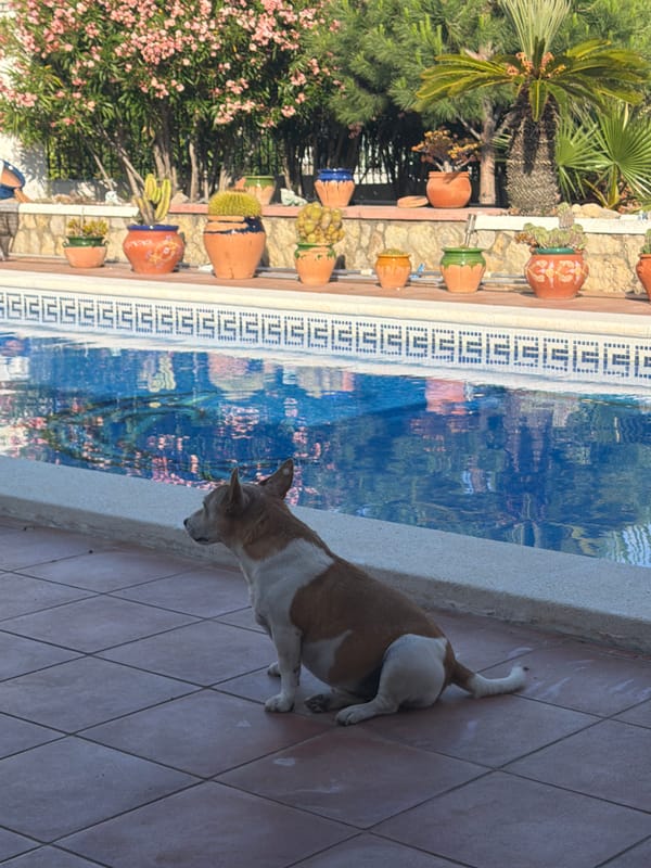 Dog enjoys sunny afternoon by swimming pool in Spain