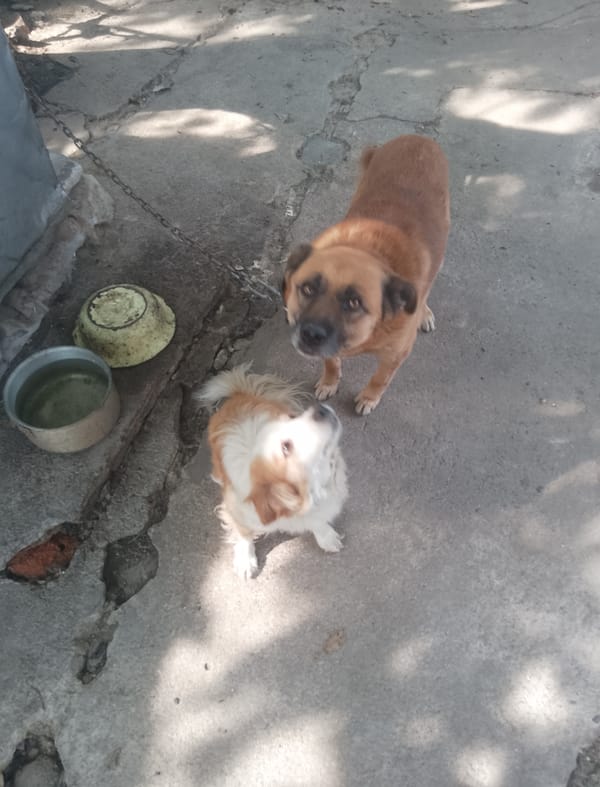 A quiet Ukrainian backyard — dogs, gardens, and everyday life