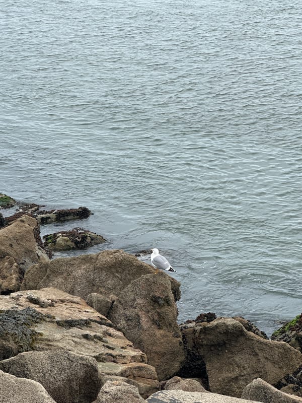 Fishing vessel operates near Barra lighthouse in Portuguese coastal waters