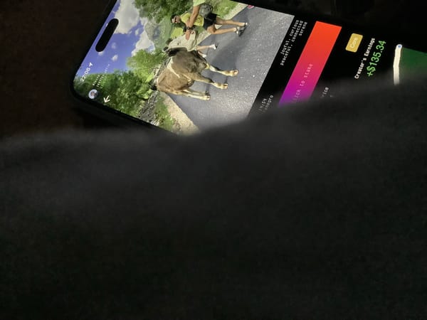 Cow encounter on a mountain road, caught on a phone screen