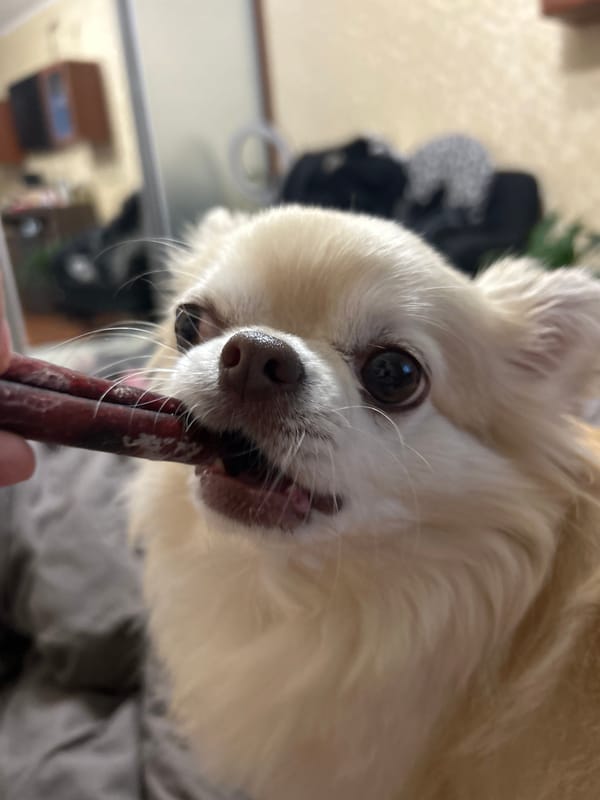 Chihuahua enjoys a dried meat treat in Moskovskiy