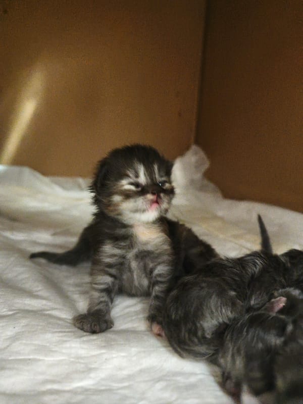 Newborn kittens and a grey cat in close-up portraits
