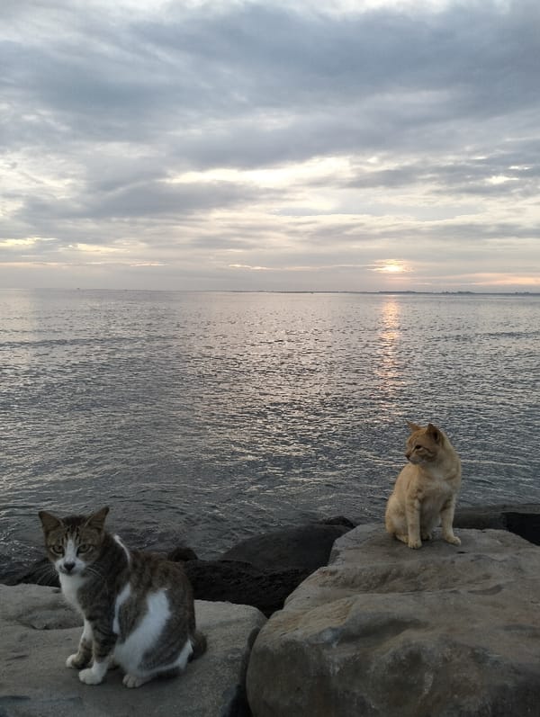 Dawn coastal life unfolds in Lhokseumawe: fishermen, cats, boats