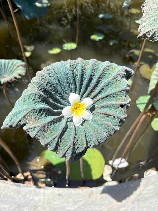 Morning garden walk captures tropical blooms in Nha Trang