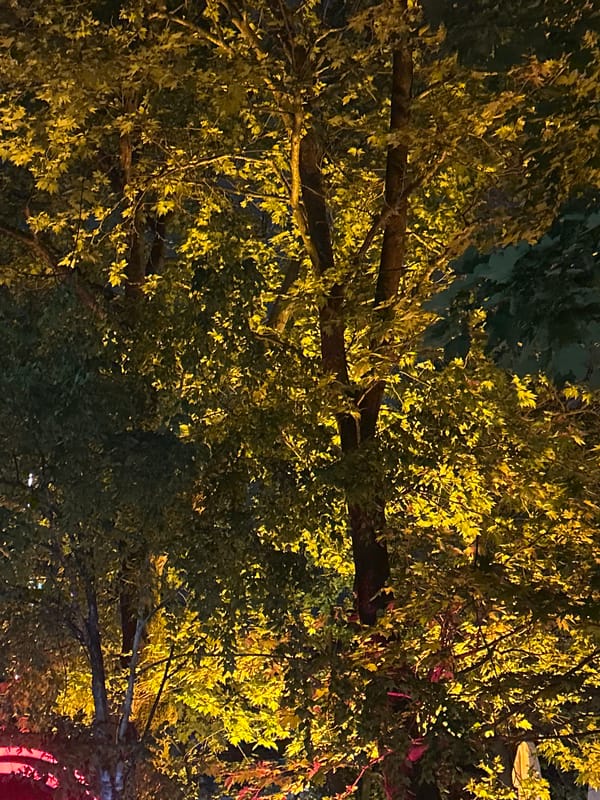 Nighttime urban tree lighting documented in Burgas, Bulgaria