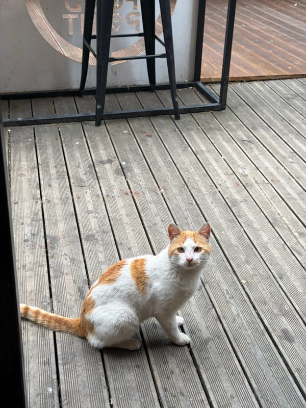 Cat, food and sculpture documented in Vratsa, Bulgaria