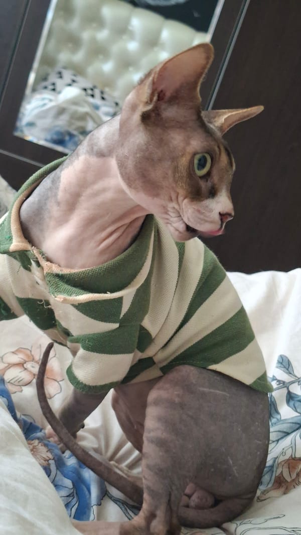 Sphynx cat in a striped sweater gets pampered indoors in Belarus