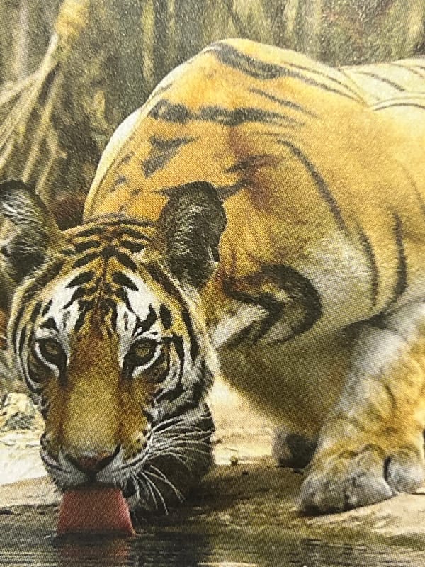 Mixed urban scenes captured: tiger, barbershop, architecture, flower shop