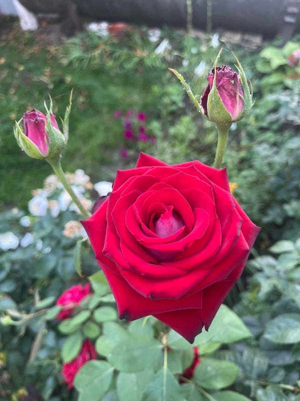 Red and white roses blooming in a Moldovan garden