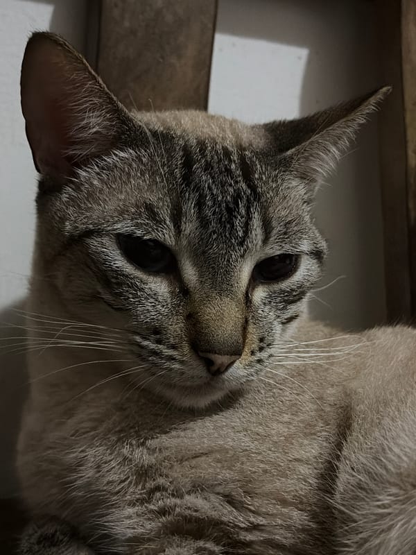 Domestic pet scenes documented in Ciudad Guayana early morning