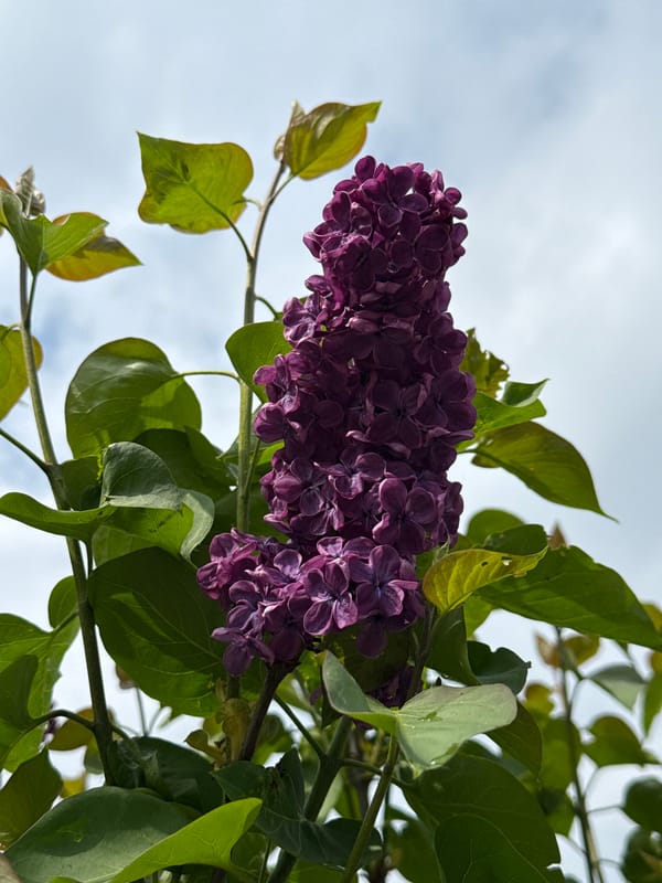 Spring scenes documented in Zagreb: lilac blooms and green grass