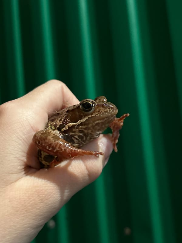 Rural family plays with bucket and frog in Азинский yard