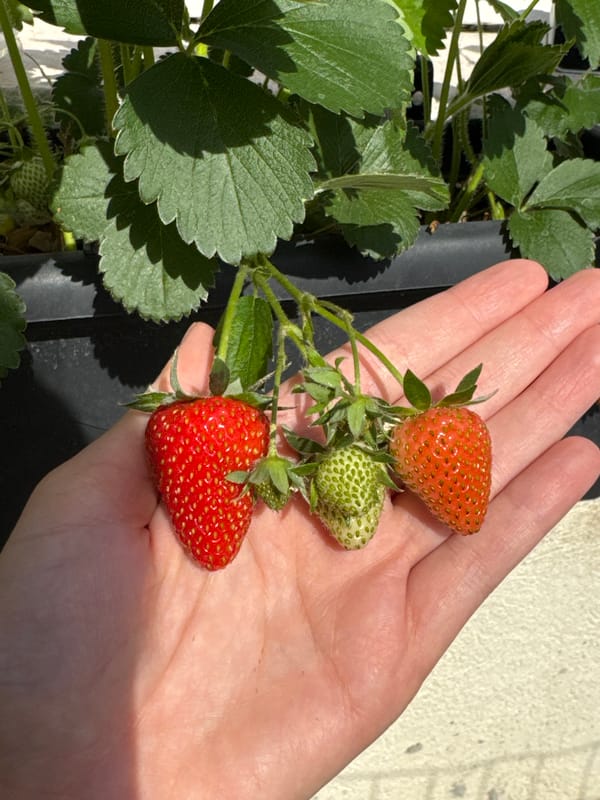 Person tends strawberry plants and blooming geraniums in containers