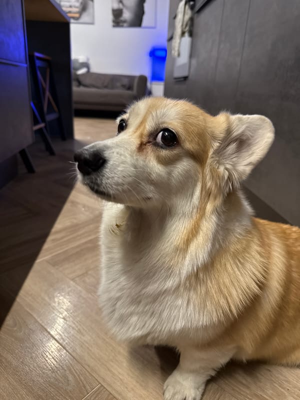 Corgi rests on kitchen floor in Krasnoyarsk home