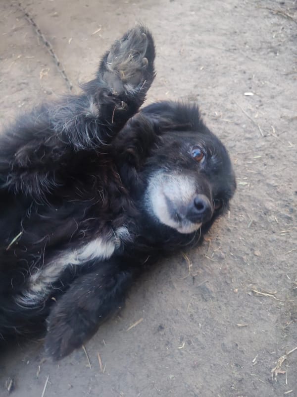 Lazy evening with a black dog in a Borova backyard