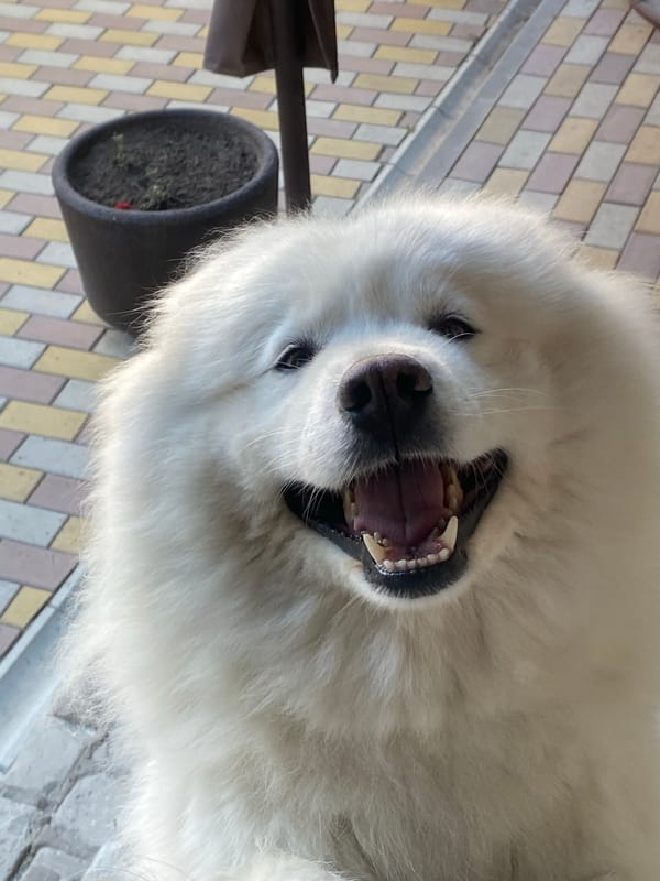 Two fluffy Samoyeds hanging out on a patterned paved surface