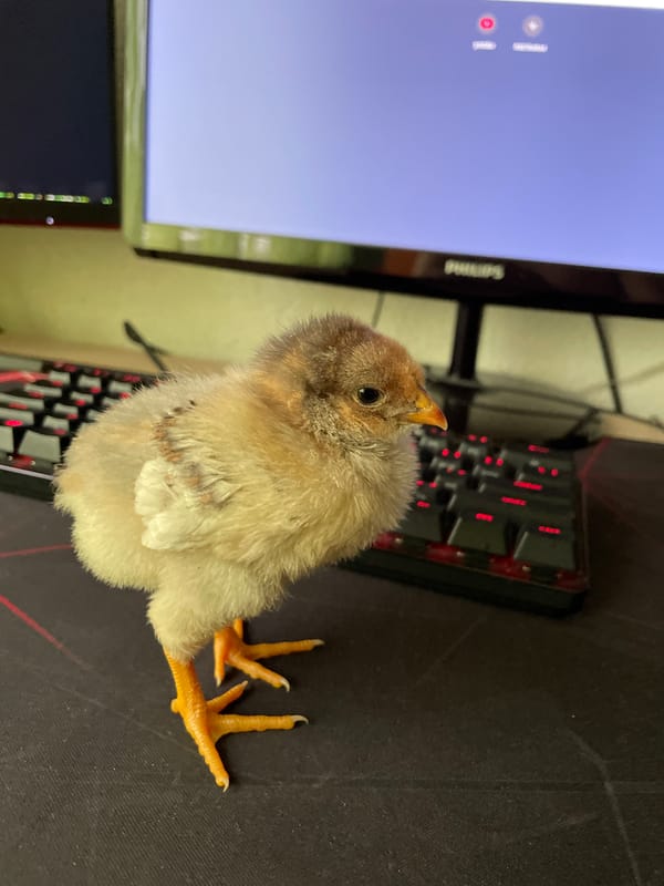 Baby chick photographed indoors across seven minutes in Zlatograd