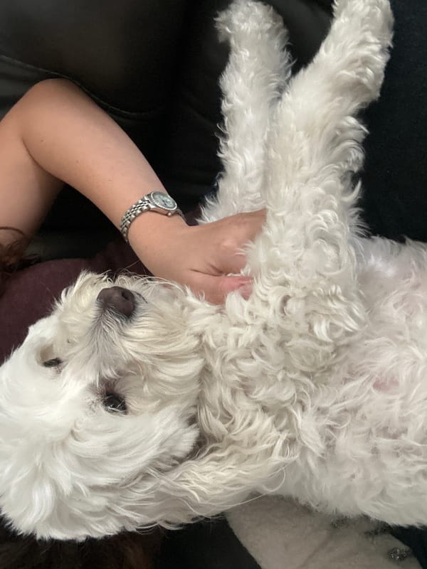 White fluffy dog relaxes with owner on couch