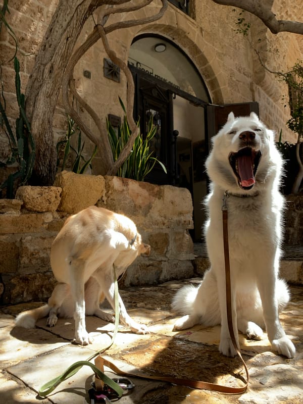 Morning in Jaffa: old stone, cafe doors, and dogs