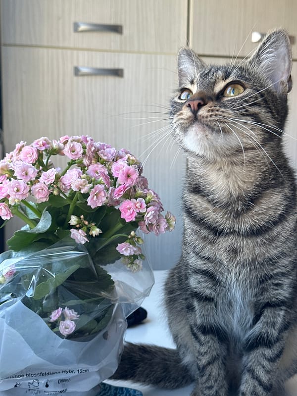Tabby cat plays with pink flowers in Sofia home