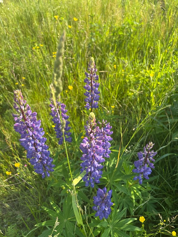 Summer wildflowers bloom in rural Russian meadows near Kurgan