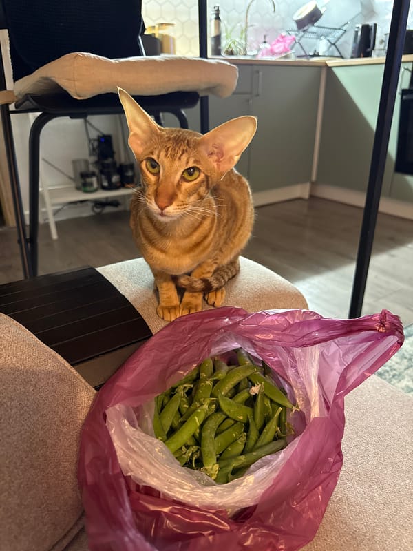 Cat photographed with snap peas in Russian home