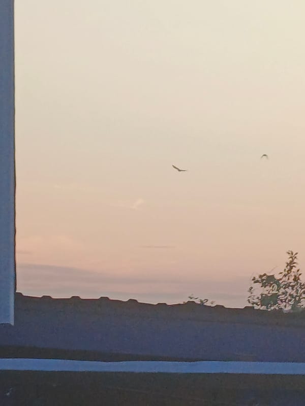Garden, birch tree, and birds at dusk in Kazan