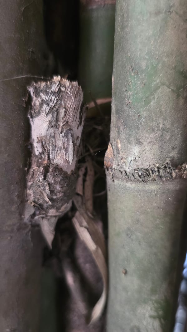 Rural infrastructure and vegetation documented in Lhokseumawe, Indonesia