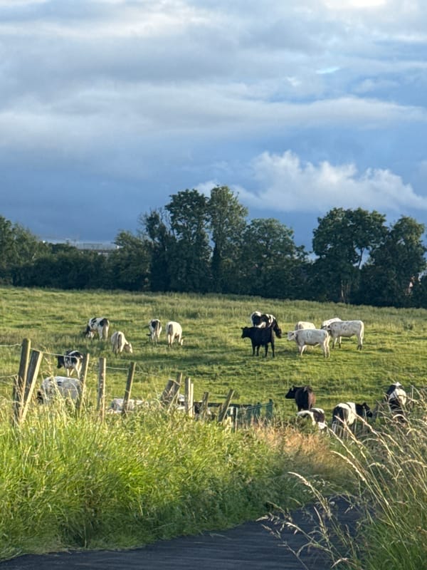 Mixed cattle herd grazing in green Craigavon pasture
