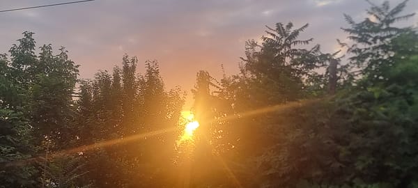 Sunset filtering through tree cover, two angles