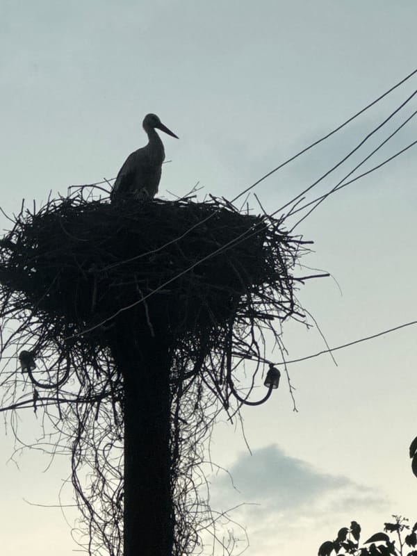 Rural road drive with a stork nest spotted along the way