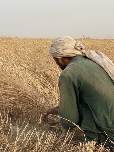 Traditional wheat harvest underway in Afghanistan's Daman district