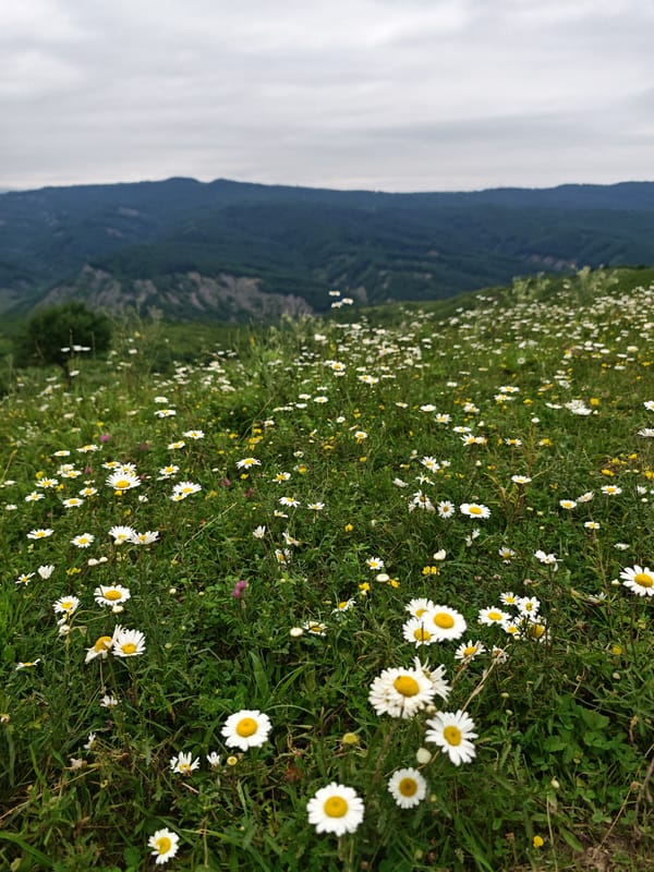 Wild daisies blanket a hillside meadow in Russia's Caucasus region