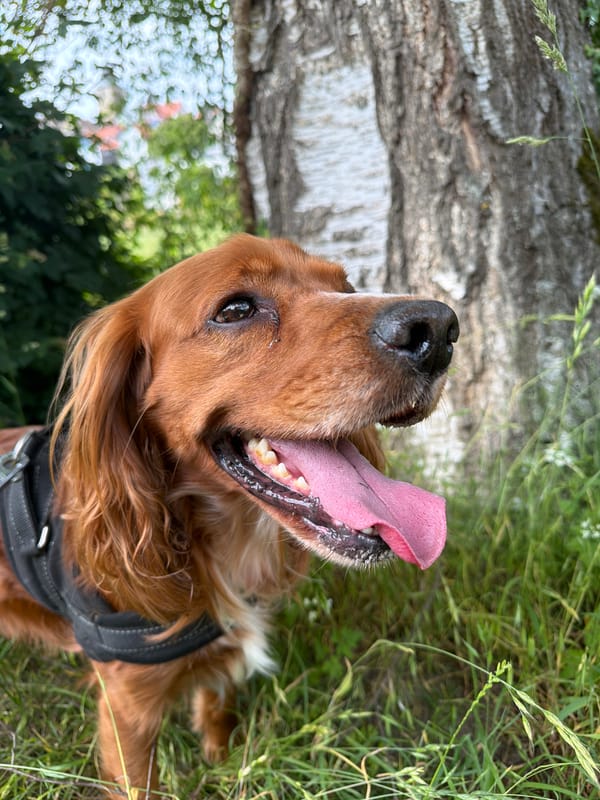 Cocker Spaniel plays with toys outdoors in Naumburg
