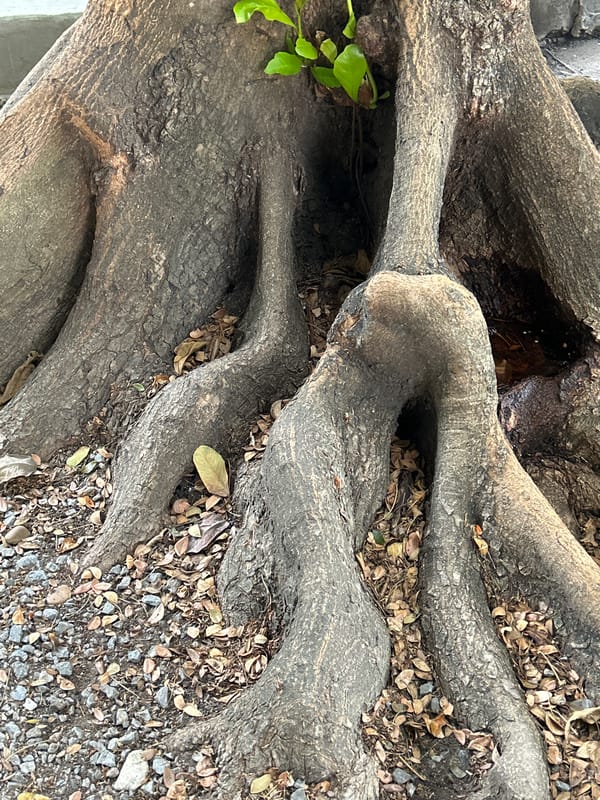 Early morning stroll through Thai municipal park captured in detail