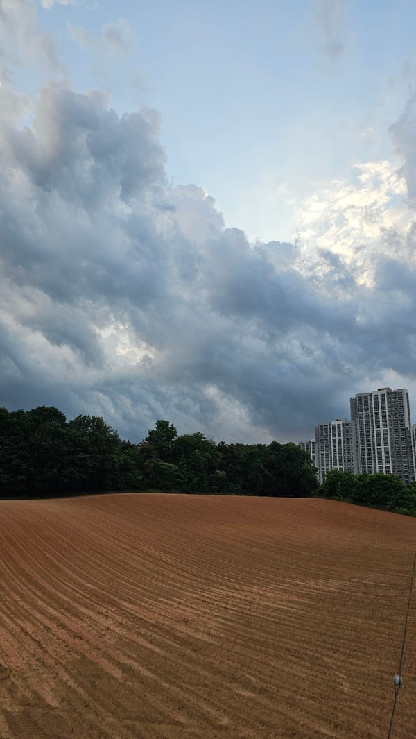 Rural morning in Asan-si with stormy fields and indoor cat moments