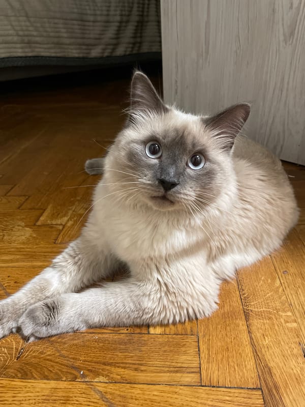 Kyiv apartment: cat, gaming setup, and Kuromi décor