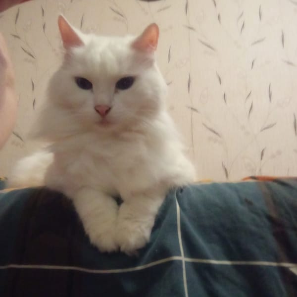 White cat chills on a striped bed in a Moscow apartment