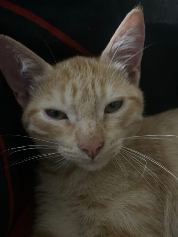 Ginger tabby kitten photographed up close, Samara