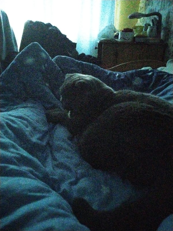 Late-night cuddles with a grey cat in a Minsk bedroom.