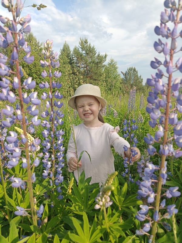 Afternoon in the lupine fields