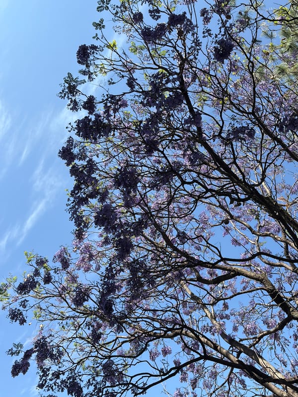 Jacaranda tree blooms captured in San Andrés Cholula
