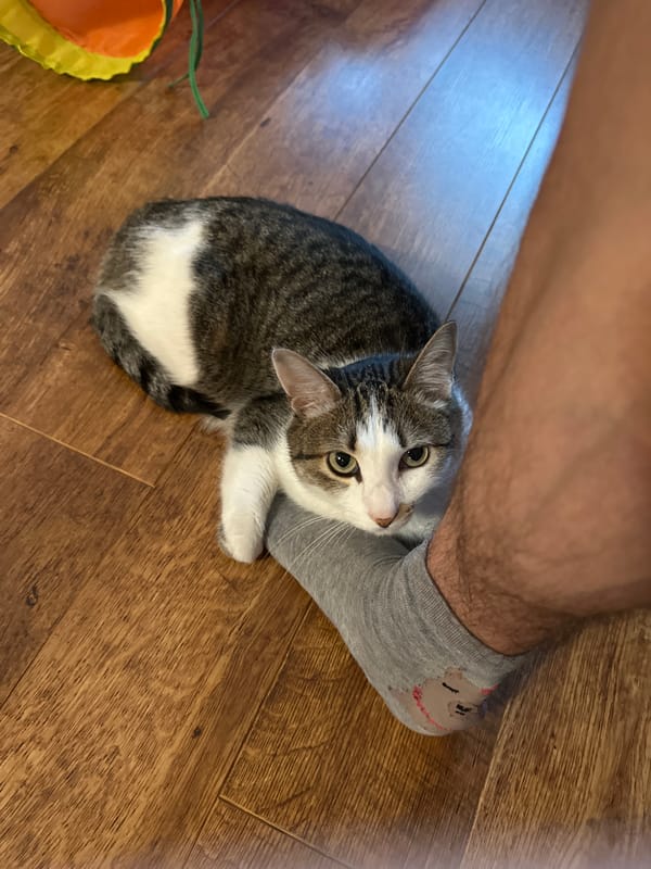 Cat rests beside owner's smiley sock in Krasnoyarsk home
