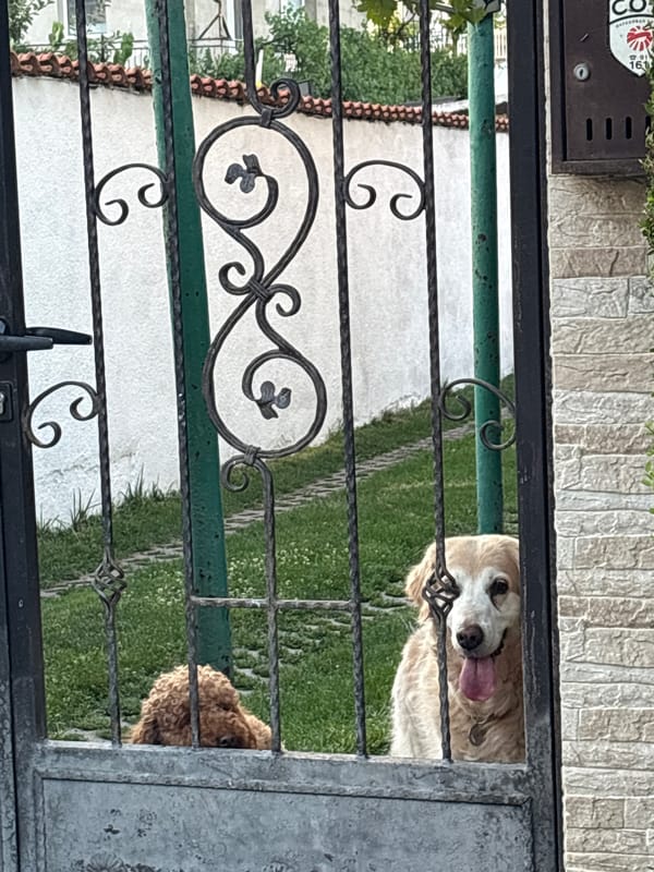 Two dogs keeping watch through a wrought iron gate in Sofia